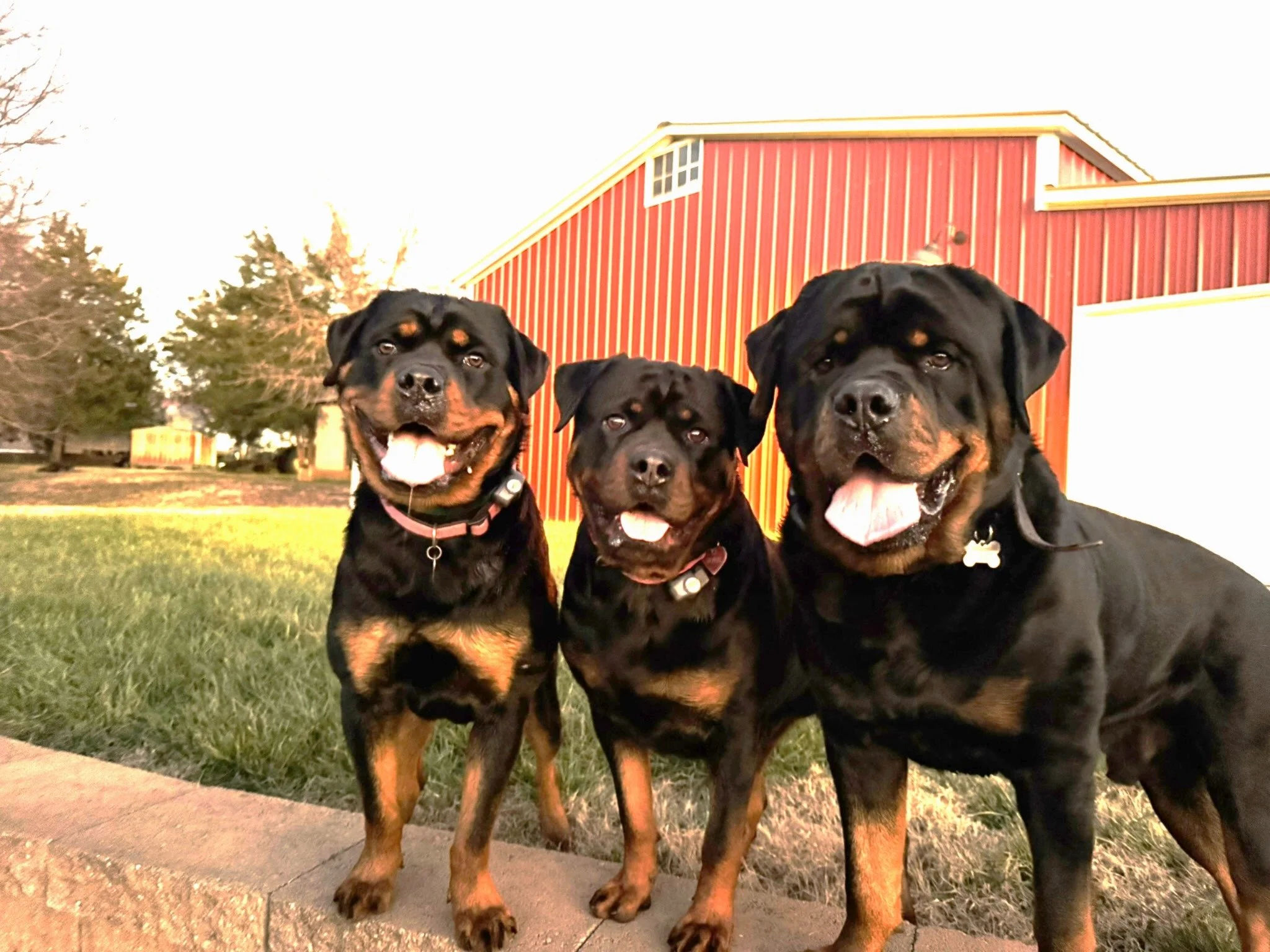 KJB Kennels